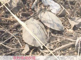 龍帅★彡微诺主播照片