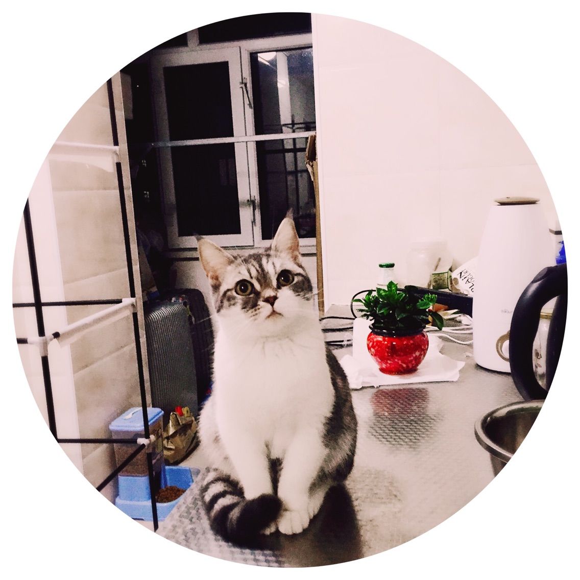 小闪电✦的主播照片