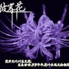 下弦月♂殇狼℡
