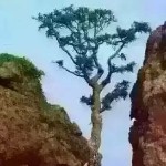 四当家@