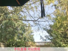 西雅图の小月亮主播照片
