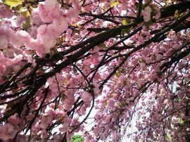 温柔的姑娘！主播照片