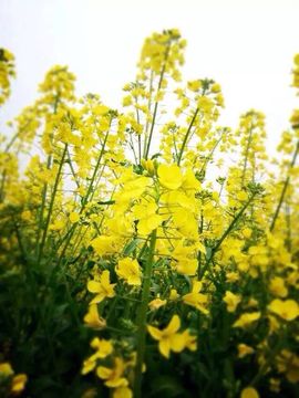 温柔的姑娘！主播照片