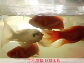 戒心→小叶主播照片