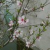 与狼共舞m8