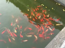 冬寒飞雪、主播照片