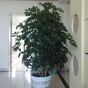 东风东风东风顺的头像