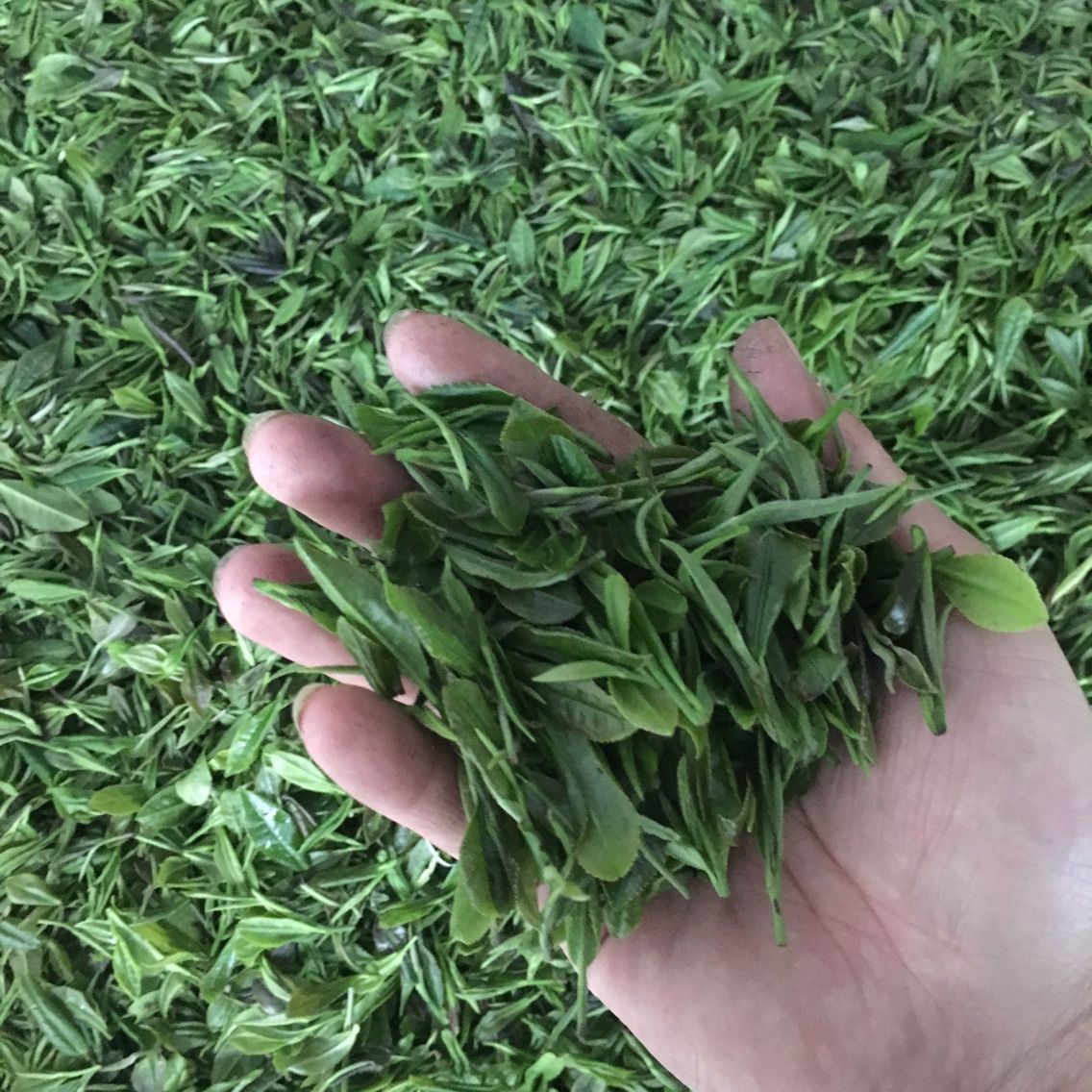 ★、信阳5945的主播照片