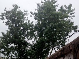 情歌帝欧巴主播照片