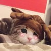 慢悠悠r
