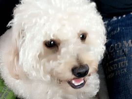 草莓🍓果酱🌸主播照片