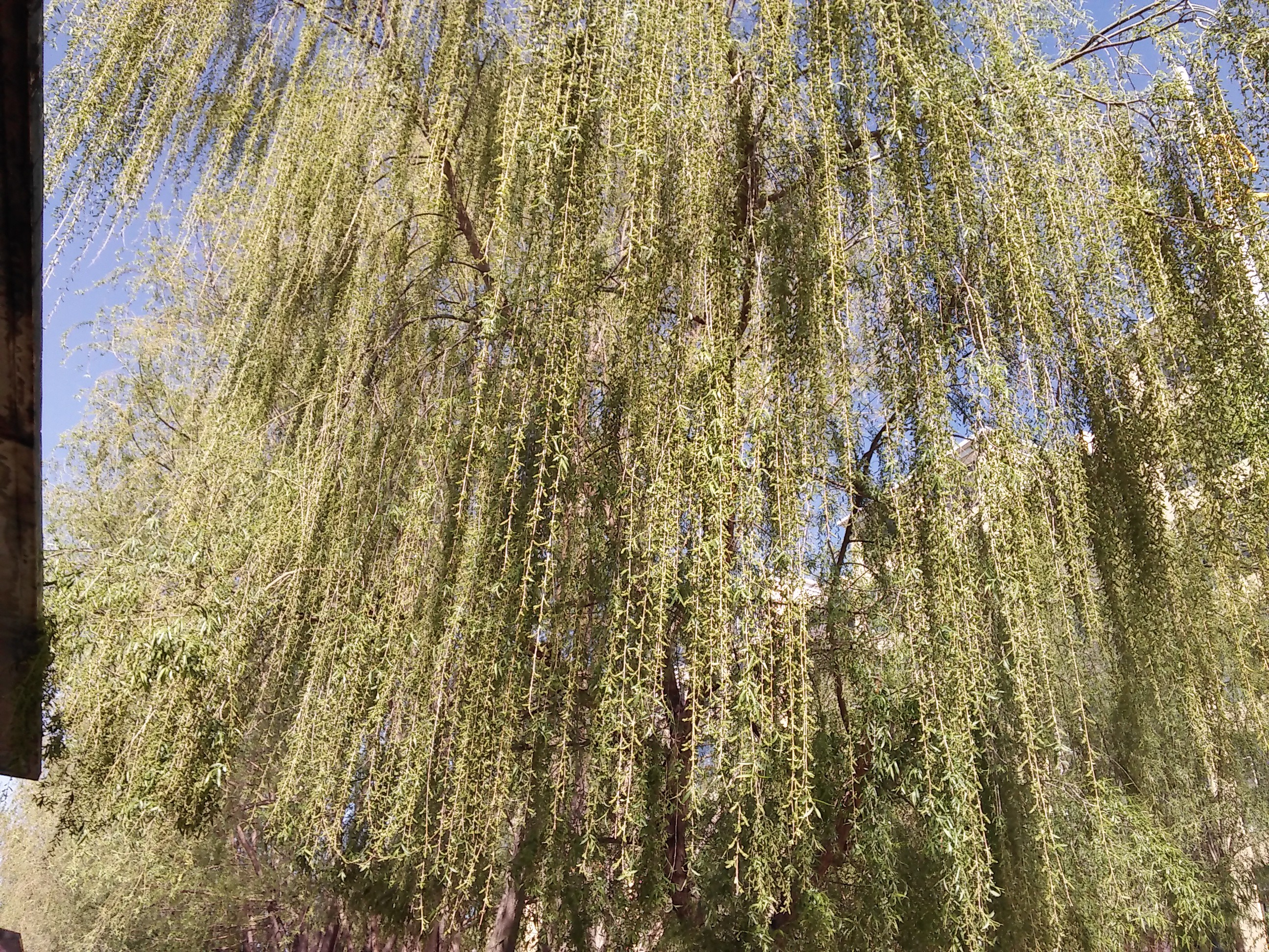 ╭ァ皇朝☀妞哥的主播照片