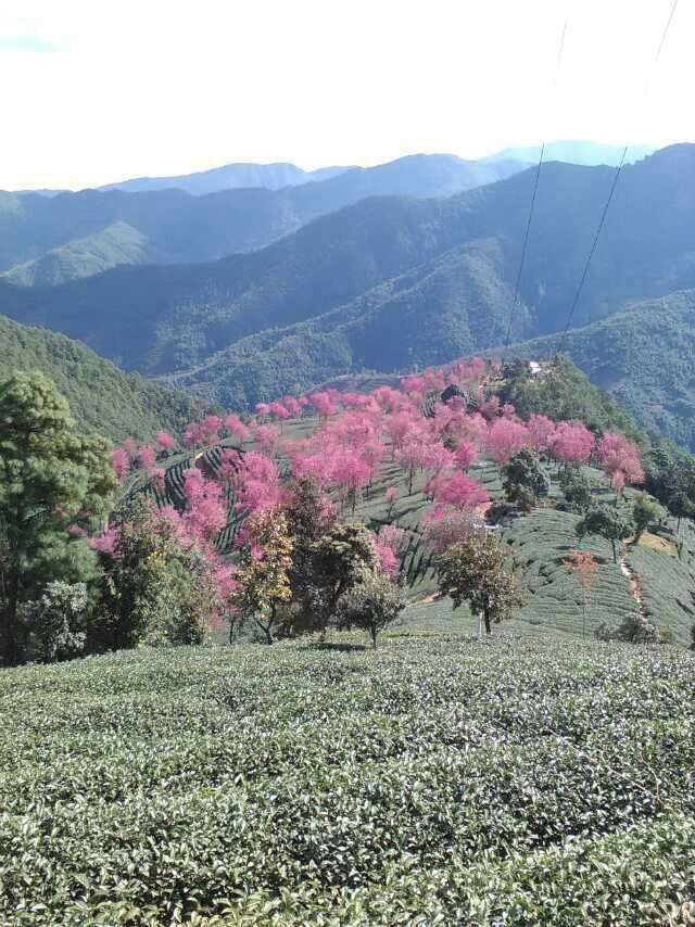 ╚ღ吃家军ღ╗魅雪的主播照片