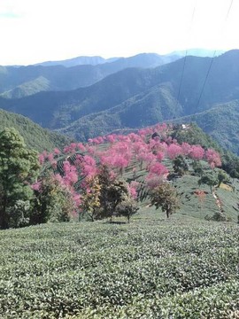 ╚ღ吃家军ღ╗魅雪主播照片