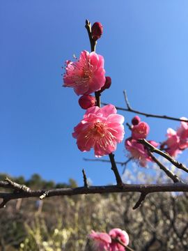 7月播月光小美主播照片