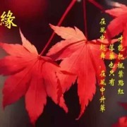 微信_4354011的头像