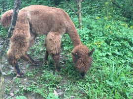 冬寒飞雪、主播照片