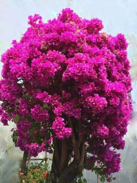 傲狐🌹主播照片