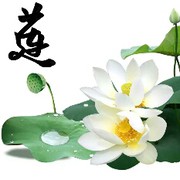 莲心画