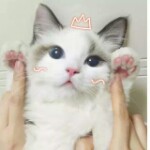 轩轩的小粉丝