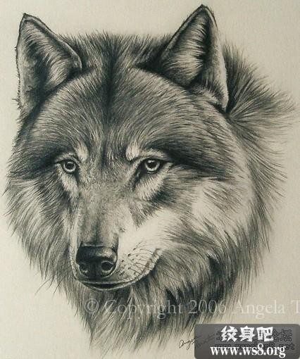 狼性不灭的主播照片