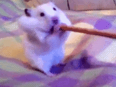 藏鋒斂鍔的主播照片