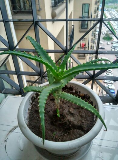 长春、大伟的主播照片