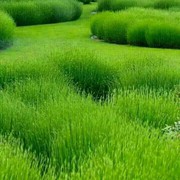 华府东子的头像