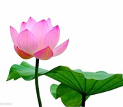 慢慢♚☆菩提路