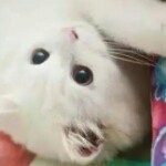 独行侠abc海报