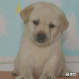 ✨媳婦⭐求🌙帶走✨主播照片