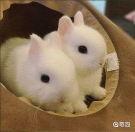✨媳婦⭐求🌙帶走✨主播照片