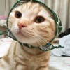 ricci宝宝的莓莓