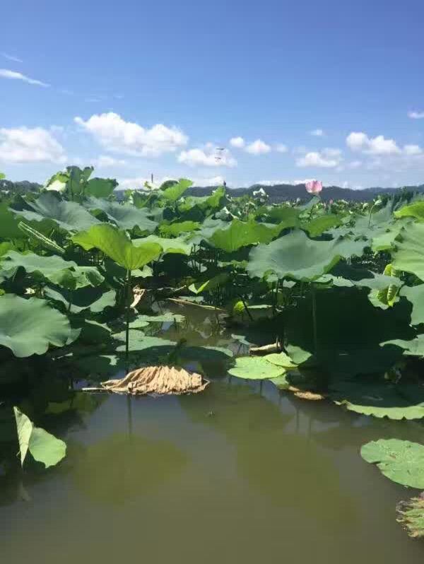 听鬼唱歌的主播照片