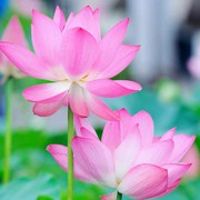 微信_1425086