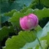 花开花落终归于………的头像