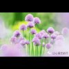 我爱我家!ic