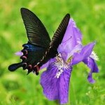 蝶恋花()海报