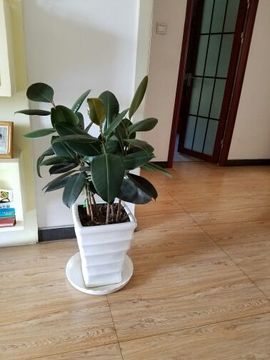 正点♥阳光主播照片