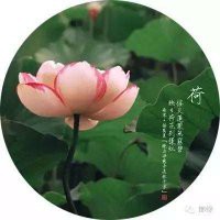 爱你已成❤我的习惯的主播照片