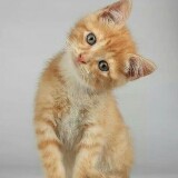 会开车的猫海报