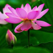 微风清晨海报