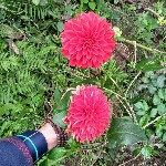純情✘小安か海报