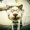 AI-睡懒觉の猫