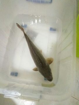 钓鱼去...主播照片