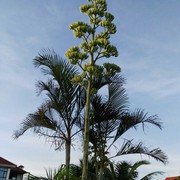 近远a海报
