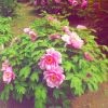 ^^花╰蝶海报