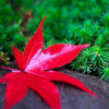 前行陌上花似锦