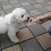 小二子p