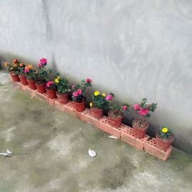 芹芹停播一个月主播照片